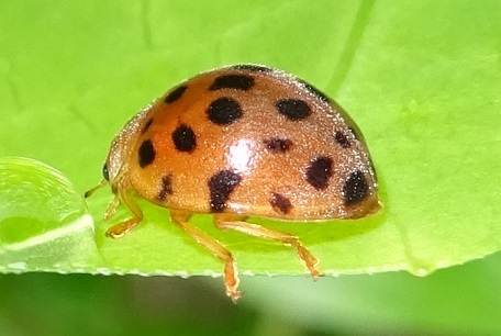 Henosepilachna vigintioctopunctata